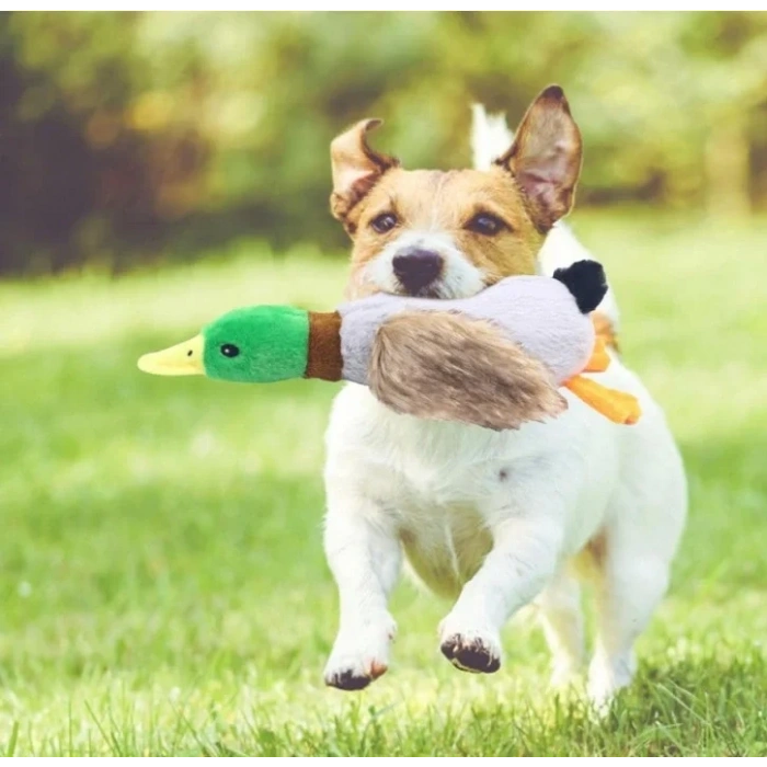 USLUCAN ALIŞVERİŞ Sesli Ördek Şekilli Peluş Köpek Oyuncağı