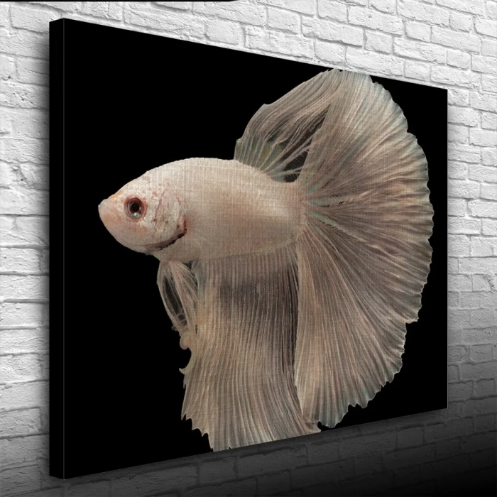 USLUCAN ALIŞVERİŞ Siyam Balığı Kanvas Tablo 50 x 70