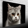 USLUCAN ALIŞVERİŞ Şirin Gri Kedi Kanvas Tablo 50 x 70