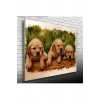 USLUCAN ALIŞVERİŞ Yavru Köpekler Canvas Tablo (50x70)