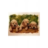 USLUCAN ALIŞVERİŞ Yavru Köpekler Canvas Tablo (50x70)