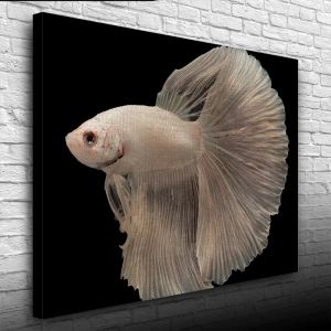 USLUCAN ALIŞVERİŞ Siyam Balığı Kanvas Tablo 50 x 70