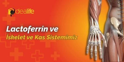 Dealife Lactoferrin İskelet Kas Sistemimiz için Neler Yapabilir?