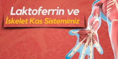 Dealife Lactoferrin İskelet Kas Sistemimiz için Neler Yapabilir?