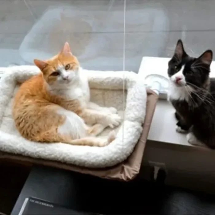 PetZoom Pencereye Monte Kedi Yatağı