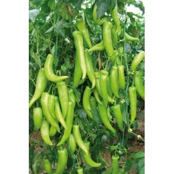 Çarliston Biber Tohumu 10 Gr