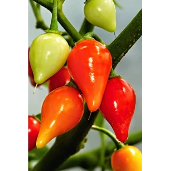 Misket Biberiye Biber Tohumu 5 gr