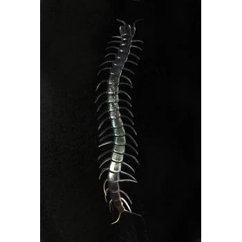 Şeffaf Renk Karanlıkta Parlayan Fosforlu Kırkayak 13 cm 1 Adet