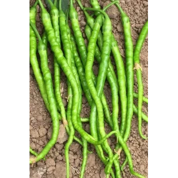 Tatlı Kıl Biber Tohumu 10 Gr