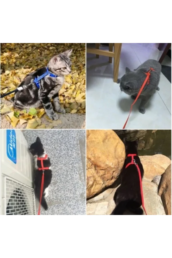 Kedi Boyun ve Göğüs Tasması