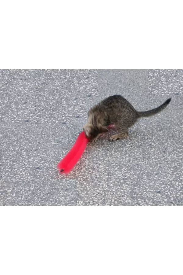 Kedi Tırmalama Fırçası - Kedi Oyuncağı