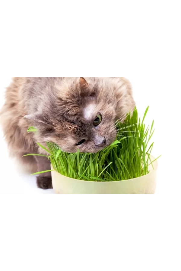 Markapet Doğal Kedi Çimi (Tüy Yumağı Önleyici) 100 gr Standart