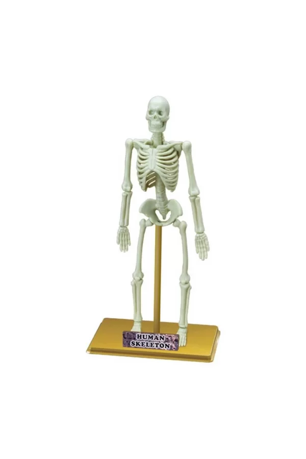 Nessiworld  Bilim Seti : İnsan İskeleti