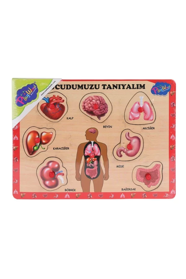 Ony-287 288 Ahşap Tutmalı Vücumuzu Tanıyalım -onyıl Oyuncak