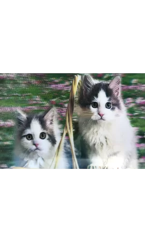 5D Elmas Boyama Kedi Tablosu