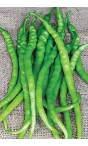 Acı Kıl Biber Tohumu 10 Gr