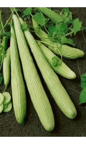 Acur Tohumu 10 Gr