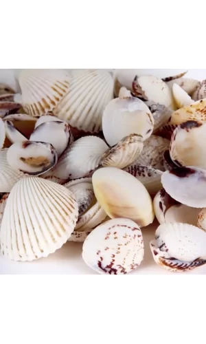 Deniz Kabuğu 200gr Karışık Deniz Kabukları Dekoratif Vazo Akvaryum Süsleme Teraryum Deniz Kabukları
