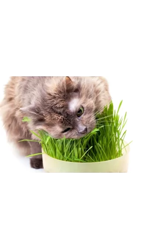 Markapet Doğal Kedi Çimi (Tüy Yumağı Önleyici) 100 gr Standart