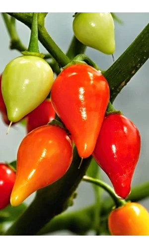 Misket Biberiye Biber Tohumu 5 gr