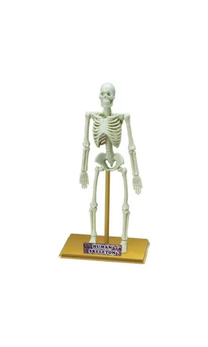 Nessiworld  Bilim Seti : İnsan İskeleti