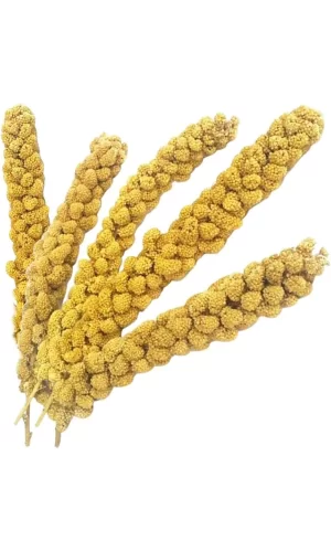 Vitaking Kuşlar İçin Doğal Sarı Dal Darı 100 gr