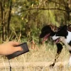 Ultrasonik Zarar Vermeyen Köpek Uzaklaştırıcı Ve Eğitici Cihaz