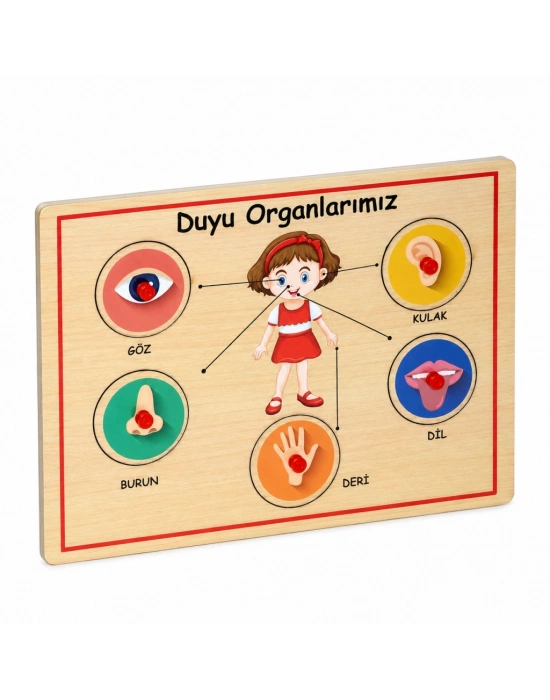 166/167 Ahşap Tutmalı Organlar