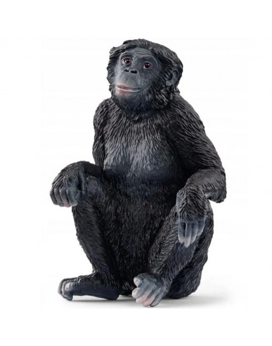 Bonobo