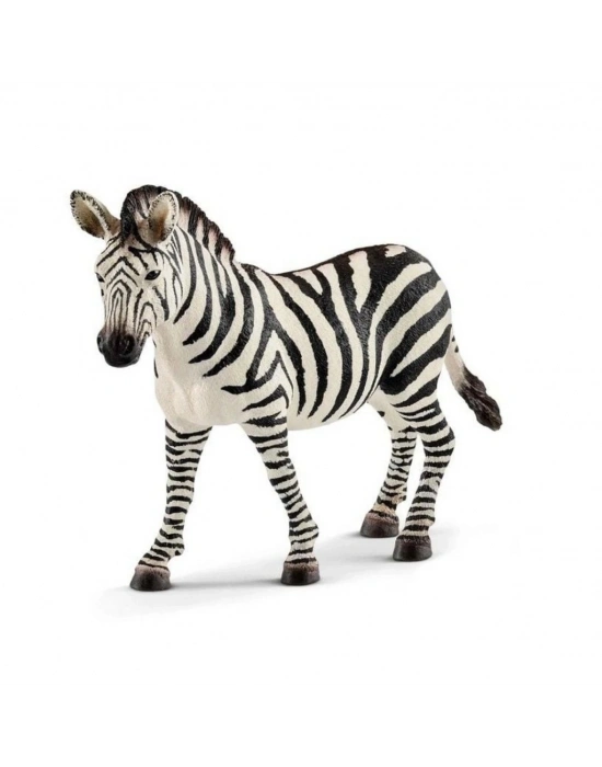 Dişi Zebra