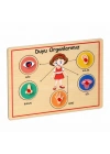166/167 Ahşap Tutmalı Organlar