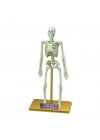 Bilim Seti : İnsan İskeleti