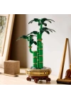 Botanicals Şans Bambusu 10344