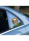 Fulcar Chiuahua Araç Stickerı
