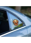 Fulcar Golden Araç Stickerı