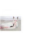 Kedi Gezdirme Göğüs Tasması