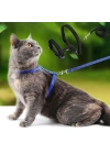 Kedi Tasması
