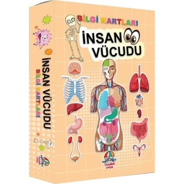 Bilgi Kartları - İnsan Vücudu