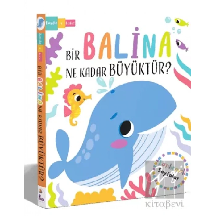 Bir Balina Ne Kadar Büyüktür?