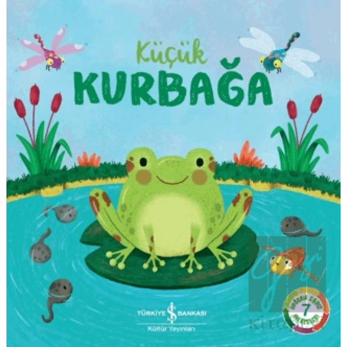 Küçük Kurbağa