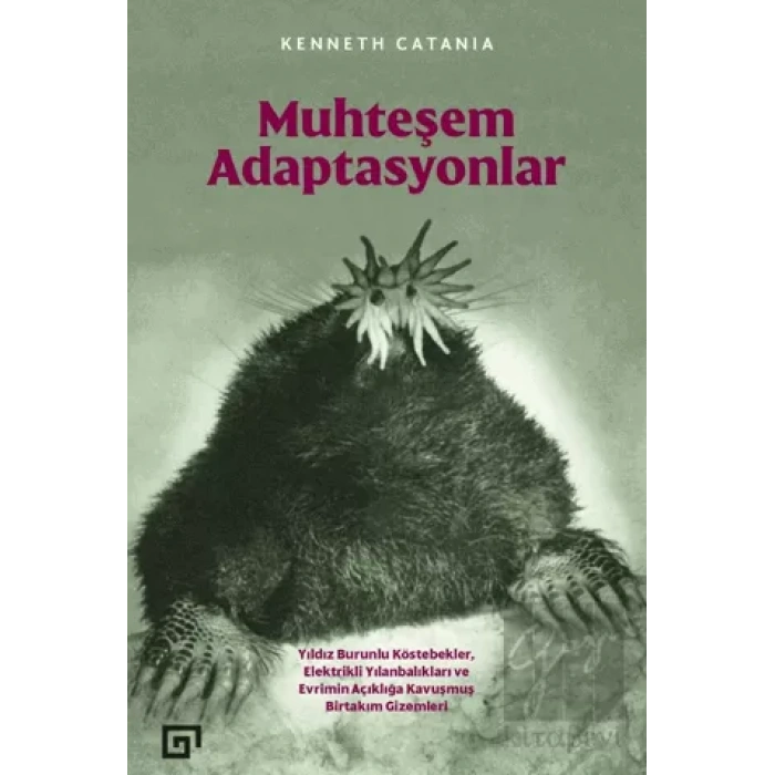 Muhteşem Adaptasyonlar