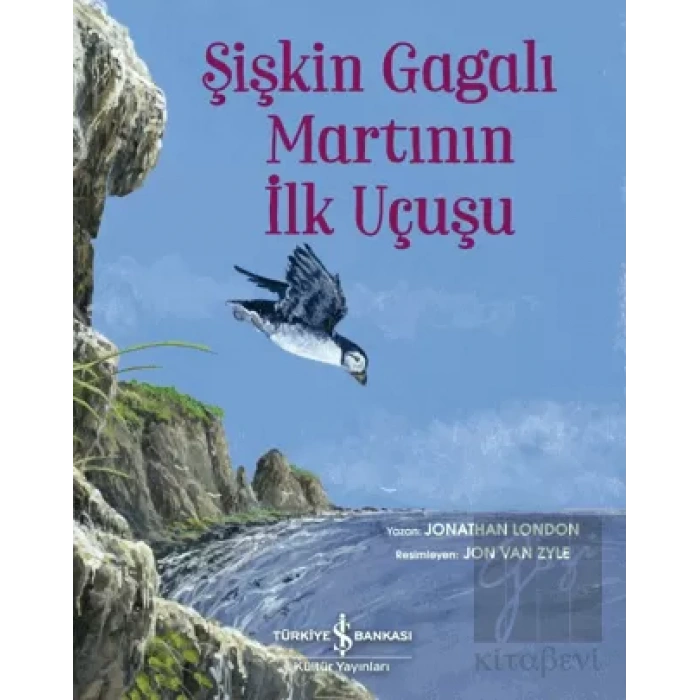Şişkin Gagalı Martının İlk Uçuşu
