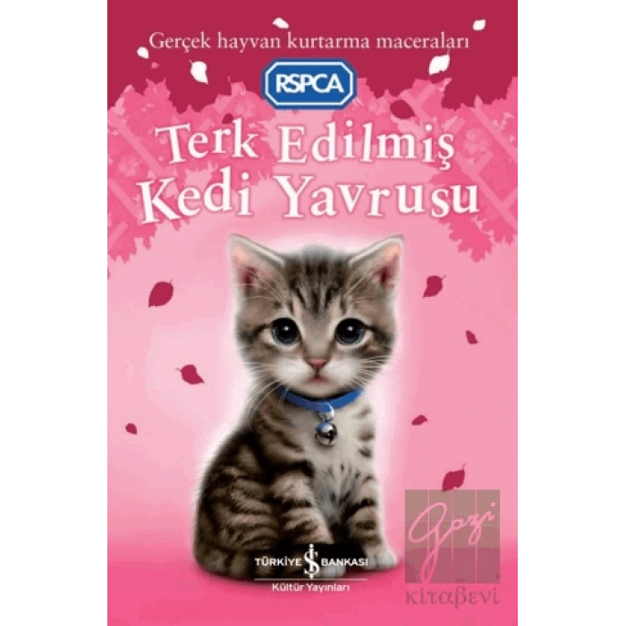 Terk Edilmiş Kedi Yavrusu