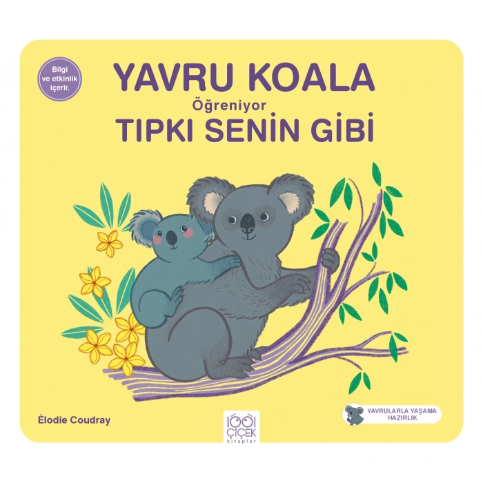 Yavru Koala Öğreniyor Tıpkı Senin Gibi