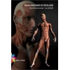 İnsan Anatomisi ve Fizyolojisi