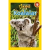 Koalalar