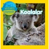 Koalalar