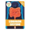 Sindirim Sistemi