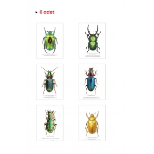 Esprili Böcekler (6’lı)