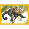 Clementoni Baby Cuddles Puzzle 4 in 1 21532